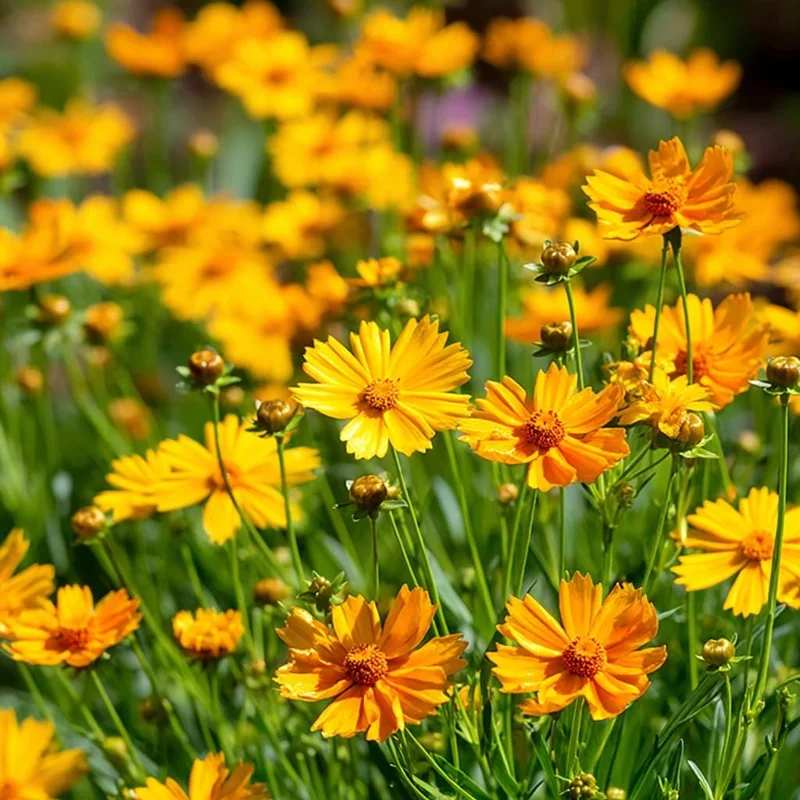 Coreopsis Lanceolata Seeds - 200 Count Dwarf Golden-Yellow Perennial - Image 1