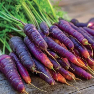 Cosmic Purple Carrot Seeds – Heirloom Variety, 150 Count, Sweet & Tender - Image 2