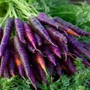 Cosmic Purple Carrot Seeds – Heirloom Variety, 150 Count, Sweet & Tender - Image 1