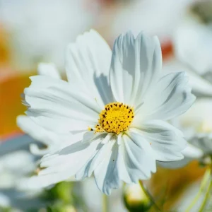 Cosmos Bipinnatus Seeds - White Purity Variety - 50 Seeds for Elegant Cut Flowers, Attracts Pollinators - Image 1
