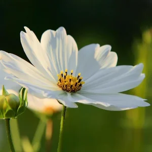 Cosmos Bipinnatus Seeds - White Purity Variety - 50 Seeds for Elegant Cut Flowers, Attracts Pollinators - Image 2