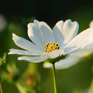 Cosmos Bipinnatus Seeds - White Purity Variety - 50 Seeds for Elegant Cut Flowers, Attracts Pollinators - Image 4