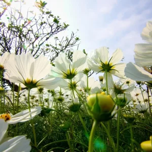 Cosmos Bipinnatus Seeds - White Purity Variety - 50 Seeds for Elegant Cut Flowers, Attracts Pollinators - Image 5