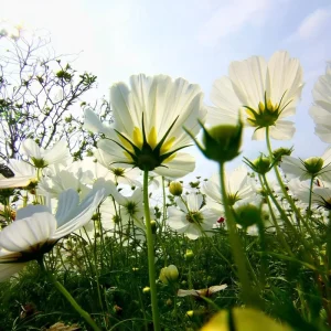 Cosmos Bipinnatus Seeds - White Purity Variety - 50 Seeds for Elegant Cut Flowers, Attracts Pollinators - Image 6