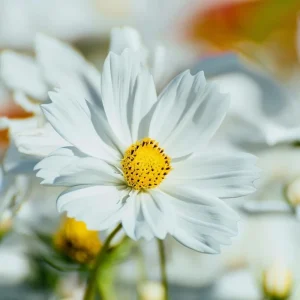Cosmos Bipinnatus Seeds - White Purity Variety - 50 Seeds for Elegant Cut Flowers, Attracts Pollinators - Image 7