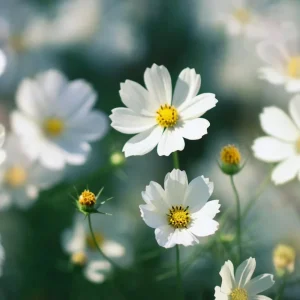 Cosmos Bipinnatus Seeds - White Purity Variety - 50 Seeds for Elegant Cut Flowers, Attracts Pollinators - Image 8