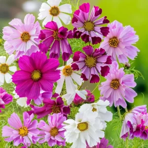 Cosmos Sea Shells Seeds - Unique Tubular Petals, Pollinator Magnet (100 Seeds) - Outdoor - Image 2