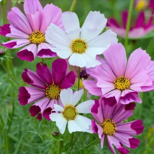 Cosmos Sea Shells Seeds - Unique Tubular Petals, Pollinator Magnet (100 Seeds) - Outdoor - Image 3