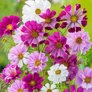 Cosmos Sea Shells Seeds - Unique Tubular Petals, Pollinator Magnet (100 Seeds) - Outdoor - Image 4