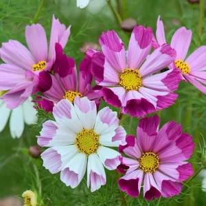 Cosmos Sea Shells Seeds - Unique Tubular Petals, Pollinator Magnet (100 Seeds) - Outdoor - Image 1