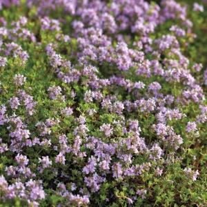 Creeping Thyme Seeds - Fragrant Ground Cover - 250 Seeds - Pollinator Friendly, Drought Tolerant, Outdoor - Image 2