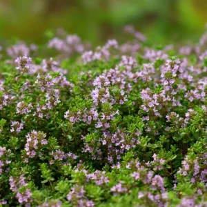 Creeping Thyme Seeds - Fragrant Ground Cover - 250 Seeds - Pollinator Friendly, Drought Tolerant, Outdoor - Image 3