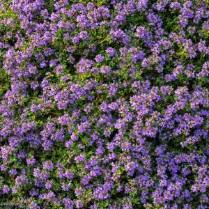 Creeping Thyme Seeds - Fragrant Ground Cover - 250 Seeds - Pollinator Friendly, Drought Tolerant, Outdoor - Image 1