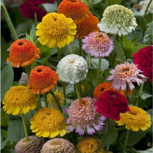 Crested Petal Zinnia Seeds - 25 Seeds, Ruffled Crown Blooms, Tall Stems - Image 2