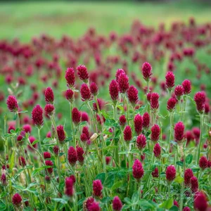 Crimson Clover Seeds - 1000 Count - Cover Crop, Pollinator Magnet, Soil Enricher - Image 2