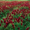 Crimson Clover Seeds - 1000 Count - Cover Crop, Pollinator Magnet, Soil Enricher - Image 1