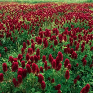 Crimson Clover Seeds - 1000 Count - Cover Crop, Pollinator Magnet, Soil Enricher - Image 1