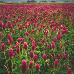 Crimson Clover Seeds - 1000 Count - Cover Crop, Pollinator Magnet, Soil Enricher - Image 3