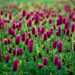 Crimson Clover Seeds - 1000 Count - Cover Crop, Pollinator Magnet, Soil Enricher - Image 4