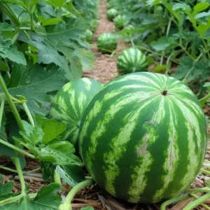 Crimson Sweet Watermelon Seeds - 15 Count Heirloom Easy-to-Grow - Image 3