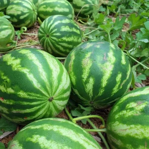 Crimson Sweet Watermelon Seeds - 15 Count Heirloom Easy-to-Grow - Image 5