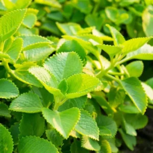 Cuban Oregano Live Plant - 2 Plants, Mexican Mint, 4 Inch Pot, Perennial Herb - Image 2
