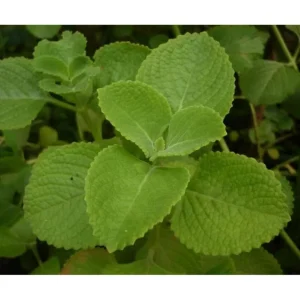Cuban Oregano Live Plant - 2 Plants, Mexican Mint, 4 Inch Pot, Perennial Herb - Image 3