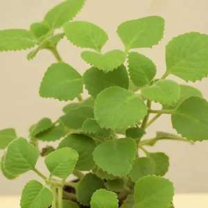 Cuban Oregano Live Plant - 2 Plants, Mexican Mint, 4 Inch Pot, Perennial Herb - Image 4