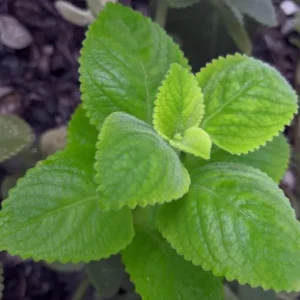 Cuban Oregano Live Plant - 2 Plants, Mexican Mint, 4 Inch Pot, Perennial Herb - Image 5
