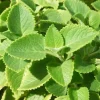 Cuban Oregano Live Plant - 2 Plants, Mexican Mint, 4 Inch Pot, Perennial Herb - Image 1