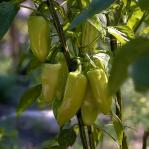 Cubanelle Sweet Pepper Seeds - 25 Heirloom Mild Chili Peppers - Image 3