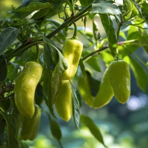 Cubanelle Sweet Pepper Seeds - 25 Heirloom Mild Chili Peppers - Image 4