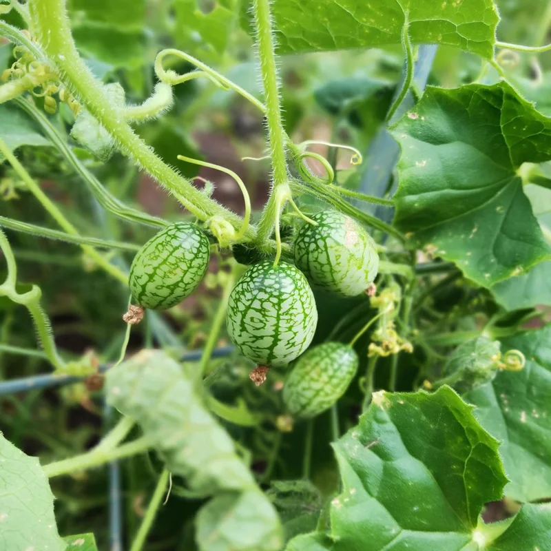 Cucamelon Mouse Melon Seeds - 10 Count - Unique Mini Cucumber-Like Fruits for Gardens - Image 4
