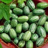 Cucamelon Mouse Melon Seeds - 10 Count - Unique Mini Cucumber-Like Fruits for Gardens - Image 1