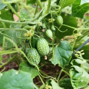 Cucamelon Mouse Melon Seeds - 10 Pack, Unique Mini Cucumber-Like Fruits for Gardens - Image 2