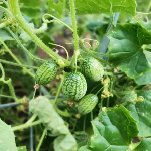 Cucamelon Mouse Melon Seeds - 10 Pack, Unique Mini Cucumber-Like Fruits for Gardens - Image 4
