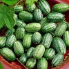 Cucamelon Mouse Melon Seeds - 10 Pack, Unique Mini Cucumber-Like Fruits for Gardens - Image 1