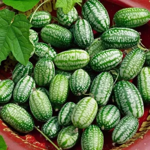 Cucamelon Mouse Melon Seeds - 10 Pack, Unique Mini Cucumber-Like Fruits for Gardens - Image 1