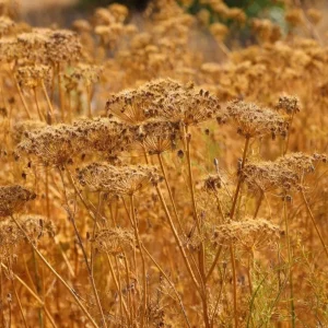 Cumin Seeds - 150 Heirloom Spice Seeds for Cooking & Growing - Outdoor - Image 3