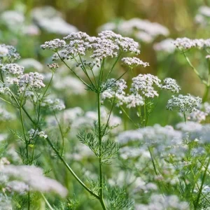 Cumin Seeds - 150 Heirloom Spice Seeds for Cooking & Growing - Outdoor - Image 1