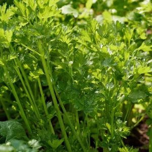 Cutting Celery Seeds - 200 Count, Flavorful Leaf Celery Herb for Gardens & Containers - Image 3