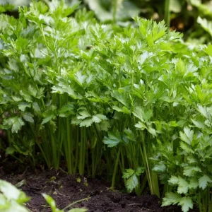 Cutting Celery Seeds - 200 Count, Flavorful Leaf Celery Herb for Gardens & Containers - Image 4