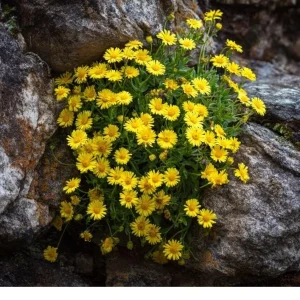 Dahlberg Daisy Seeds – 300 Count – Bright Yellow Wildflower for Pollinators - Image 2