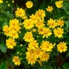 Dahlberg Daisy Seeds – 300 Count – Bright Yellow Wildflower for Pollinators - Image 1