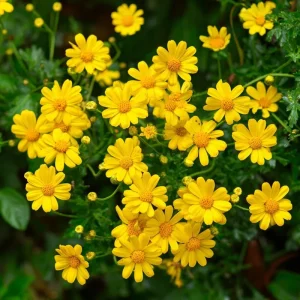 Dahlberg Daisy Seeds – 300 Count – Bright Yellow Wildflower for Pollinators - Image 1