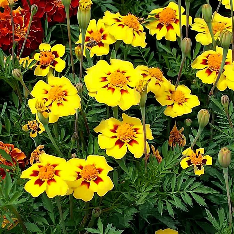 Dainty Marietta French Marigold Seeds - 200 Count - Gold, Orange, Red Blooms - Outdoor Annual - Image 2