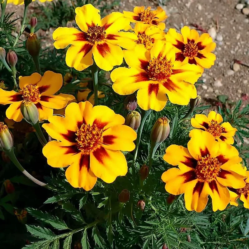 Dainty Marietta French Marigold Seeds - 200 Count - Gold, Orange, Red Blooms - Outdoor Annual - Image 3