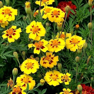 Dainty Marietta French Marigold Seeds - 200 Count - Gold, Orange, Red Blooms - Outdoor Annual - Image 4