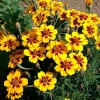 Dainty Marietta French Marigold Seeds - 200 Count - Gold, Orange, Red Blooms - Outdoor Annual - Image 1