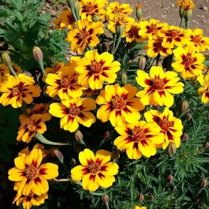 Dainty Marietta French Marigold Seeds - 200 Count - Gold, Orange, Red Blooms - Outdoor Annual - Image 1